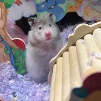 可愛波利大倉鼠的窩