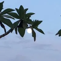 艾美御花園大樓