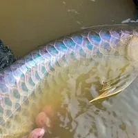 瀧柒KAWAIARO龍魚交流平台