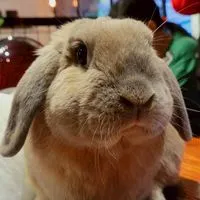 寵物友善餐廳分享