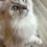 台中可寵租屋平台