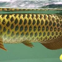 瀧柒水族貿易