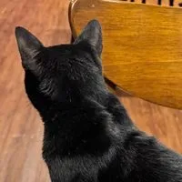 貓貓🐈‍⬛用品團購群（有實體店面可取貨in黑貓閣樓）