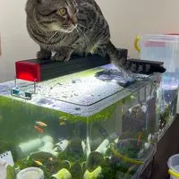 八德水族