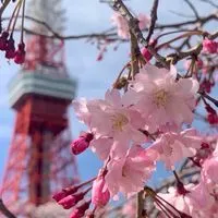 🇯🇵Choulin日本直播社群