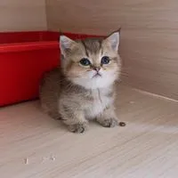 貓公爵貓坊