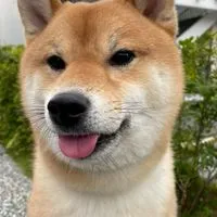 白沙屯媽祖閒聊台