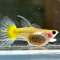 嘟嘟孔雀魚 ❤️‍🔥 孔雀魚 飼養 送養討論 交流區