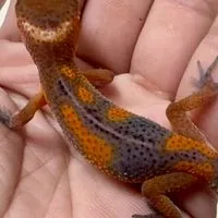 守宮舞蓋摳