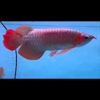 熊愛龍魚🐻