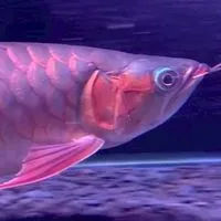 水龍頭觀賞魚專賣