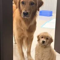 Golden Mo 毛孩選品店