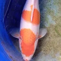 錦鯉樂園