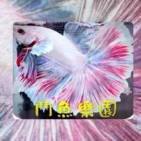 鬥魚樂園