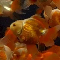 蓁藝觀賞魚批發