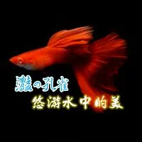 灩の孔雀｜水族觀賞魚．孔雀魚．蝦磚．硝化菌｜