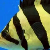 台中經貿魚樂