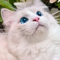 彼岸貓坊 Bian Meow🐾🌸