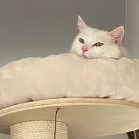 ❣️陪你談心彈塗魚❣️