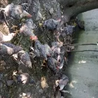 小農養殖放牧生鮮雞肉/蔬菜水果/小雞/鴨/鵝/兔子