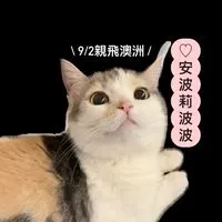 ♡‪ 安波莉波波 ✦ sᴇʟᴇᴄᴛɪᴏɴ 𖤐ˊ˗