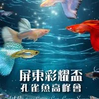 台灣孔雀魚標會｜Taiwan Guppy Auction Society