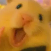 🐺窩藏🐁