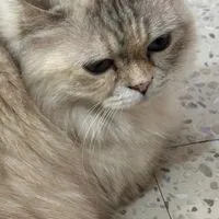 聊 恩ʕ •ᴥ•ʔ 20Plus建議
