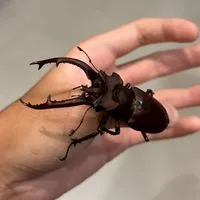 甲蟲明價交易+飼育技術討論群