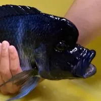 龍魚、慈鯛交流（魔巴薩伊藍）