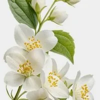 茉莉全新二手精品