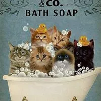 😺沐沐猫當家👉🏻貓用品推薦團代購分享群/ᐠ。ꞈ。ᐟ\🌹