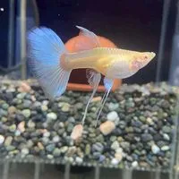 桃園中壢🐟就愛孔雀魚競標🐟蝦卵試管1，2.5，8ML瓶裝，蝦磚1公克~🐟