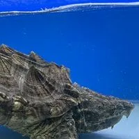 兩棲植物社