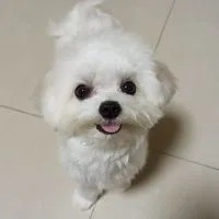 高雄毛孩家庭