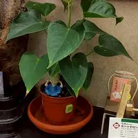 天仁茗茶台中美村店