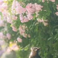 來聊天，我們是嘰哩呱啦教  ◝(⁰▿⁰)◜