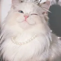 💫💫✨咚咚敲門進花園✨💫💫