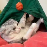 處關係/聊天/吃瓜💗