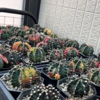CactusLoverTW
