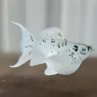 Molly魚球場(茉莉魚)