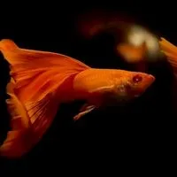 日日水族魚場 ZZ.AQUA 水族交流討論群