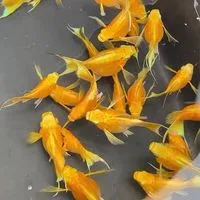 新手群&鬥魚、孔雀、茉莉交流競標社