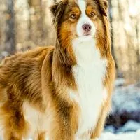 德叔寵物聯合國