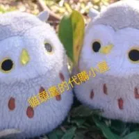 貓頭鷹的代購小屋