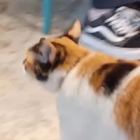 佛系谷美揪團（可私人代購）