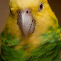 鸚鵡總動員鸚鵡買賣專區