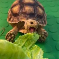 咘龜路爬蟲🐢🦎🐍