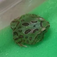 角蛙守宮買賣社