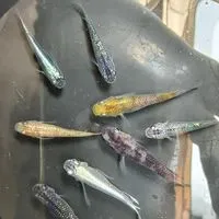 水族造景 美達卡日本稻田魚-柘造景藝術